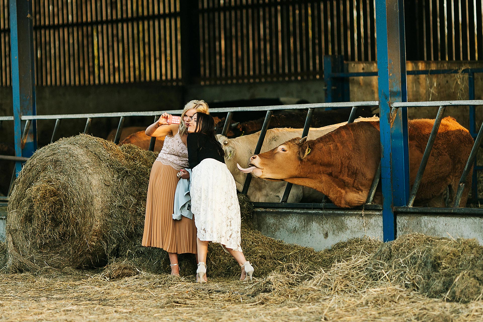 cow selfie at Owen House wedding Barn