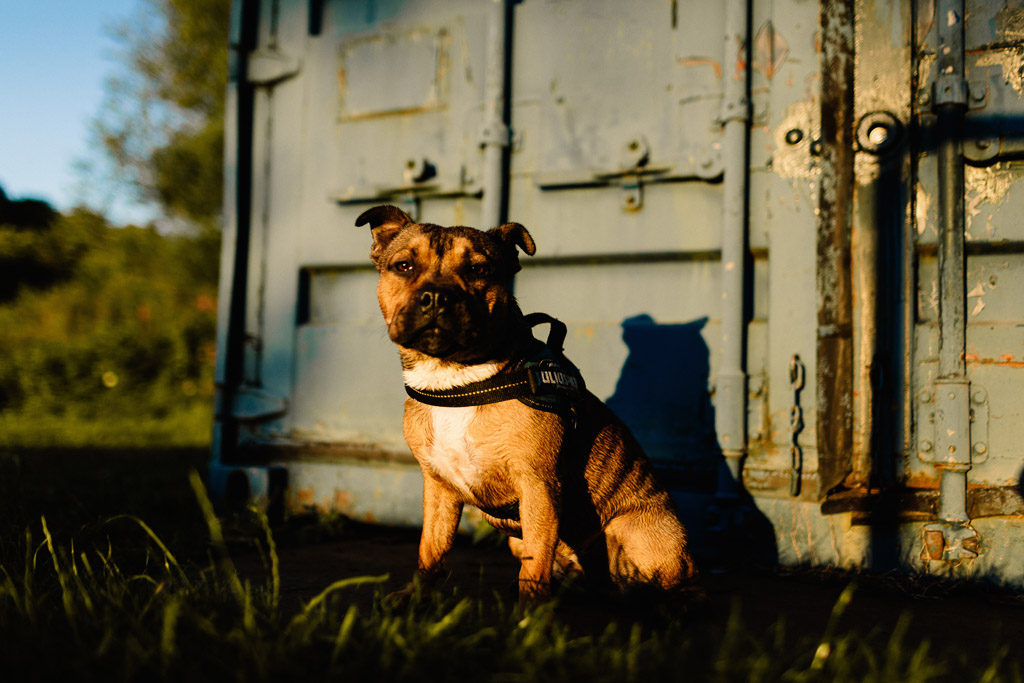 Dog Photography in Yorkshire