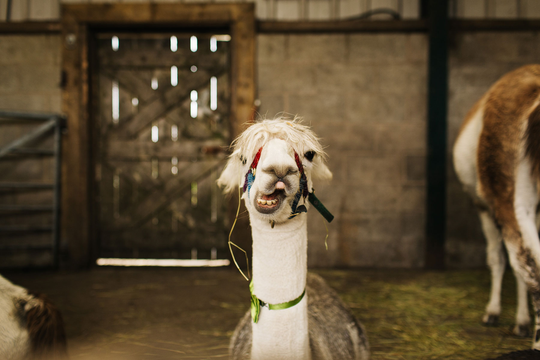 llamas on your wedding day