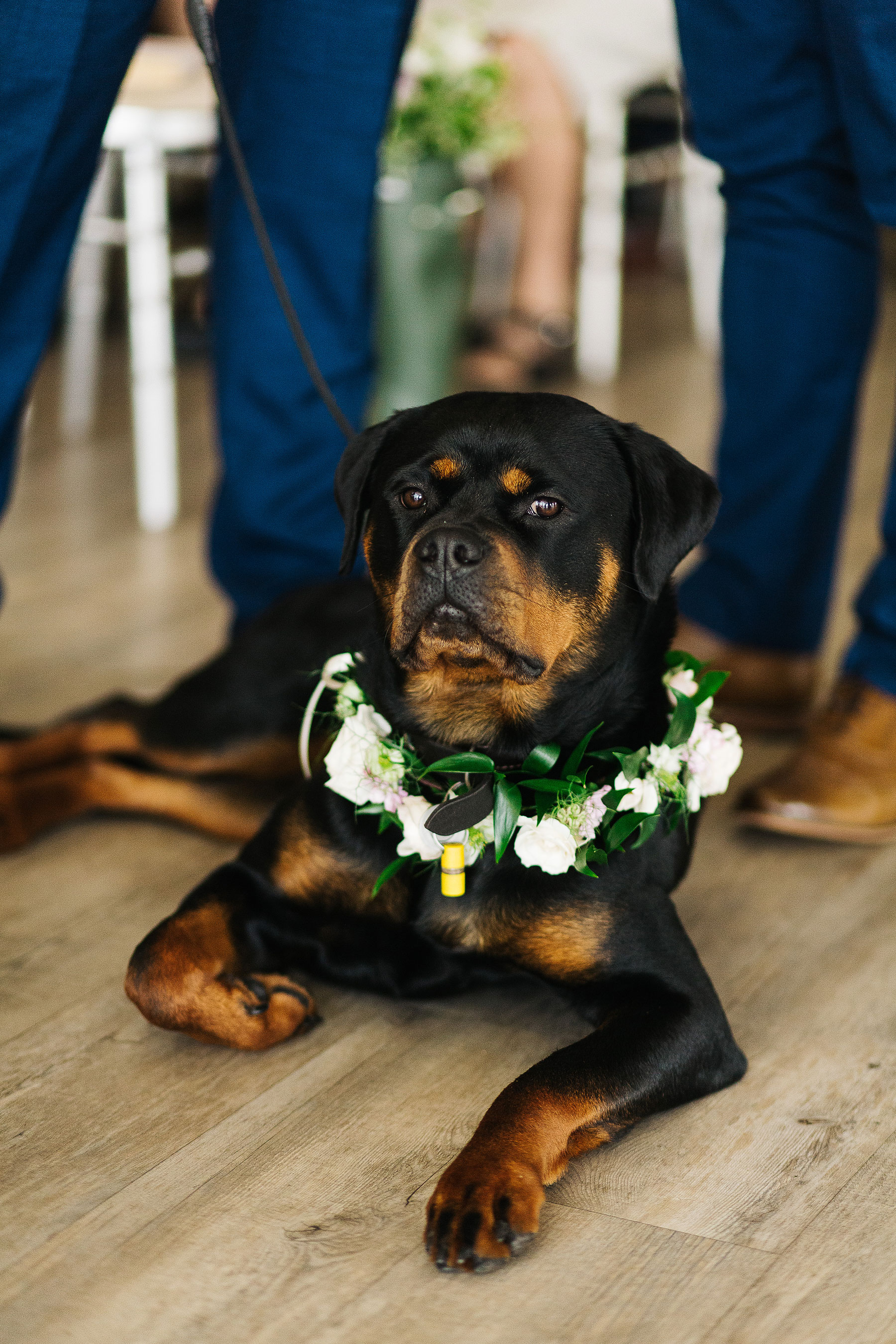 dog at weddings wearing flower crowns