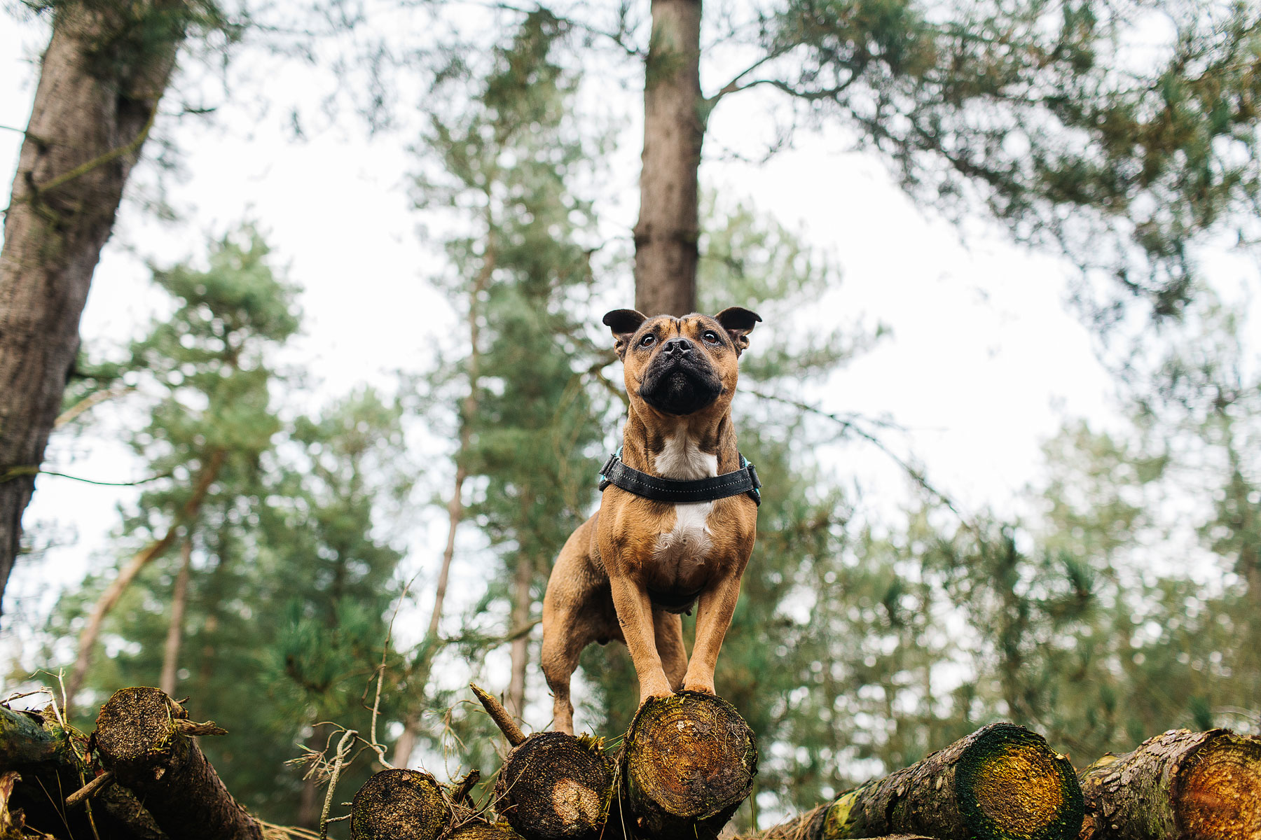 staffordshire bull terrier in the forest