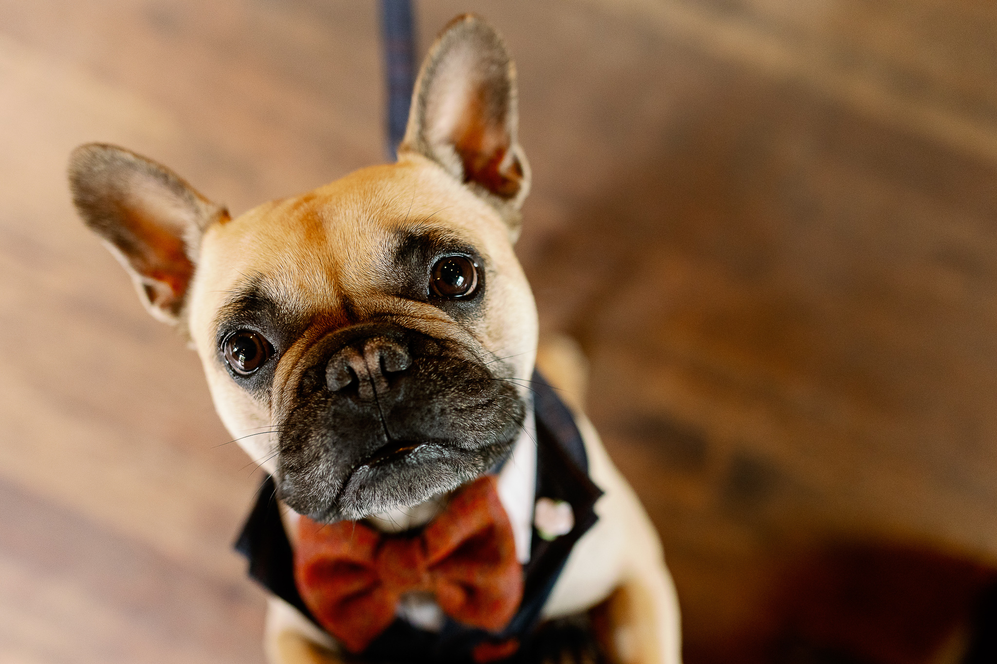 French Bulldogs at a Wedding 