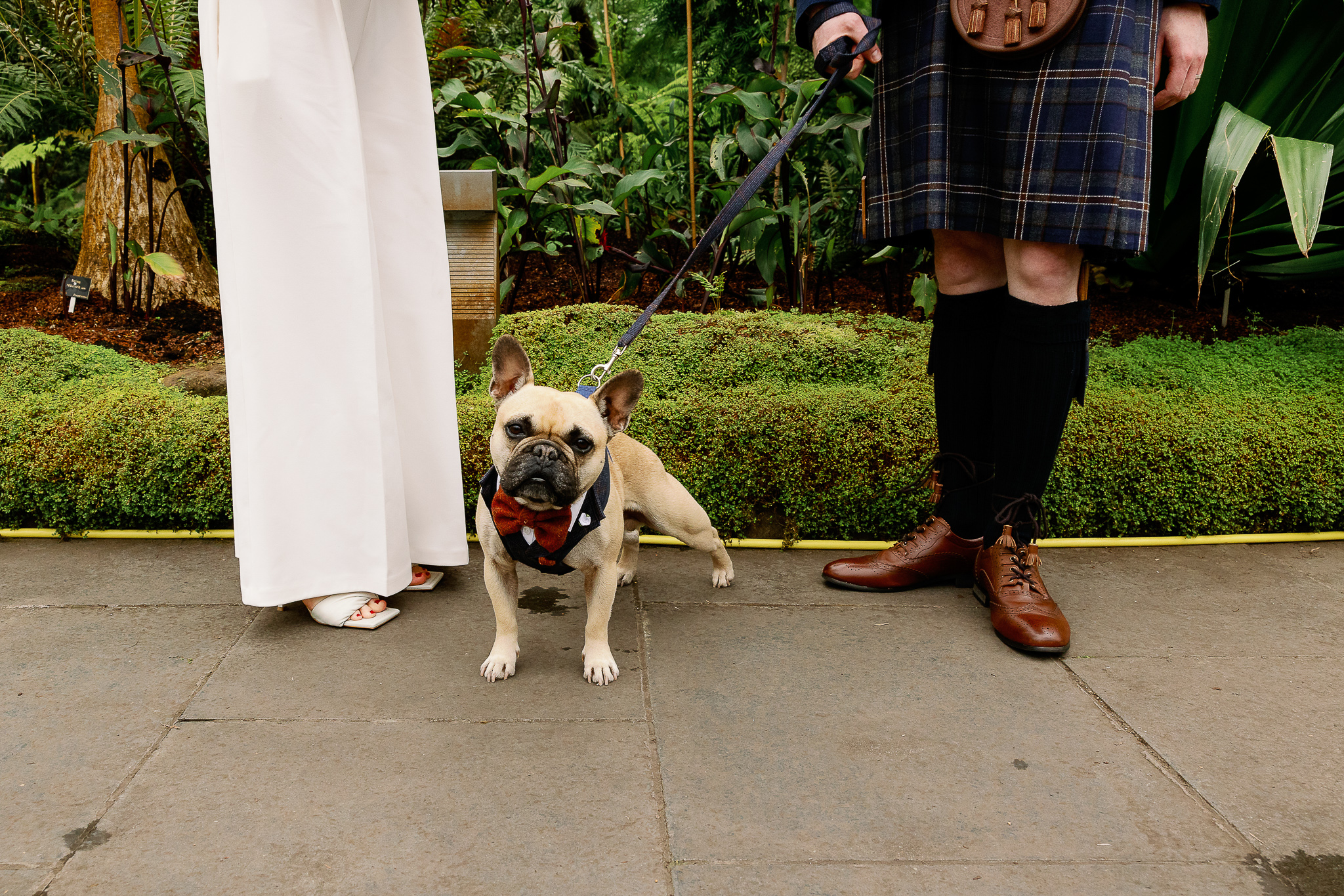 Dogs at Weddings wearing bow ties