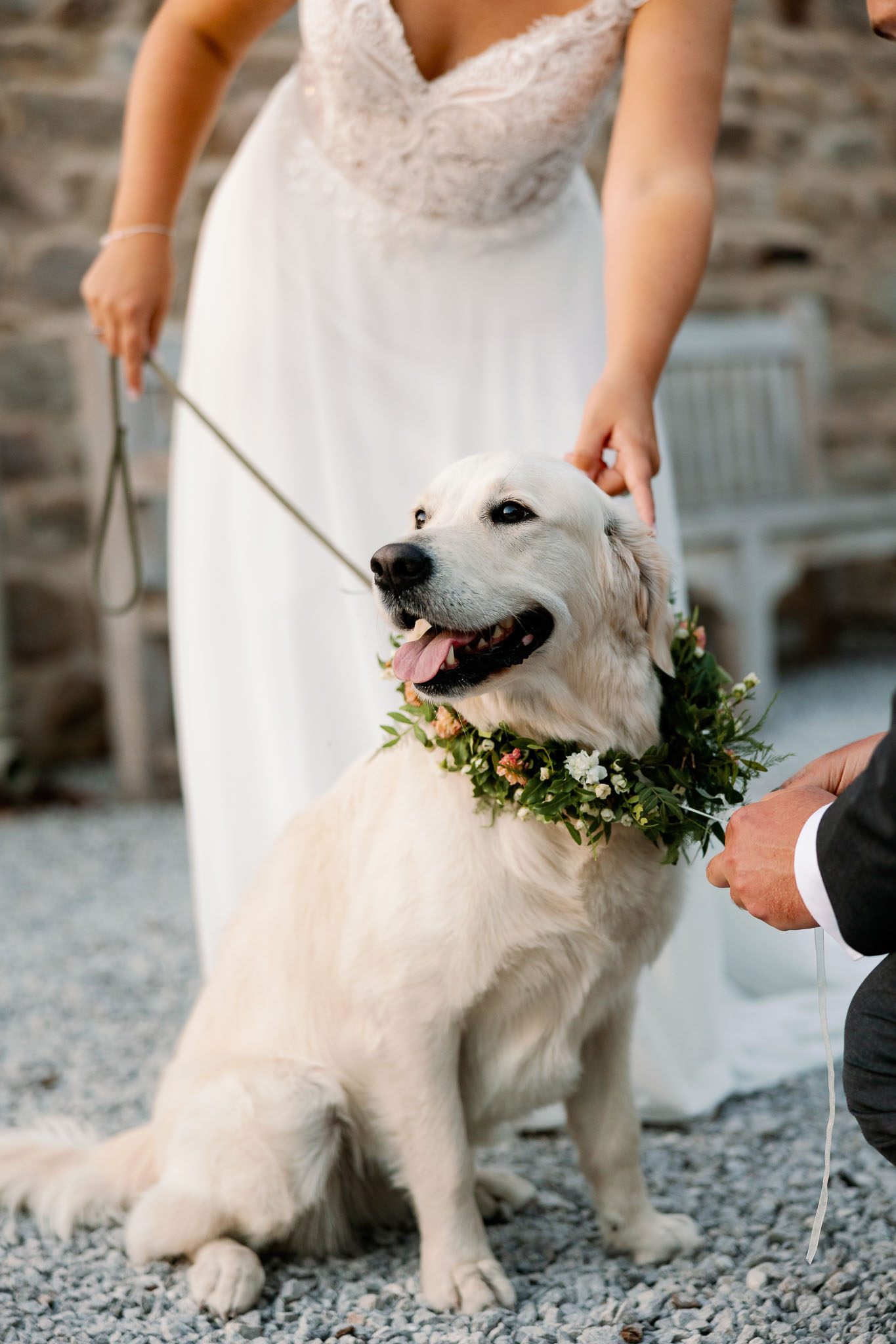 Dogs at Weddings in a barn wedding venue 